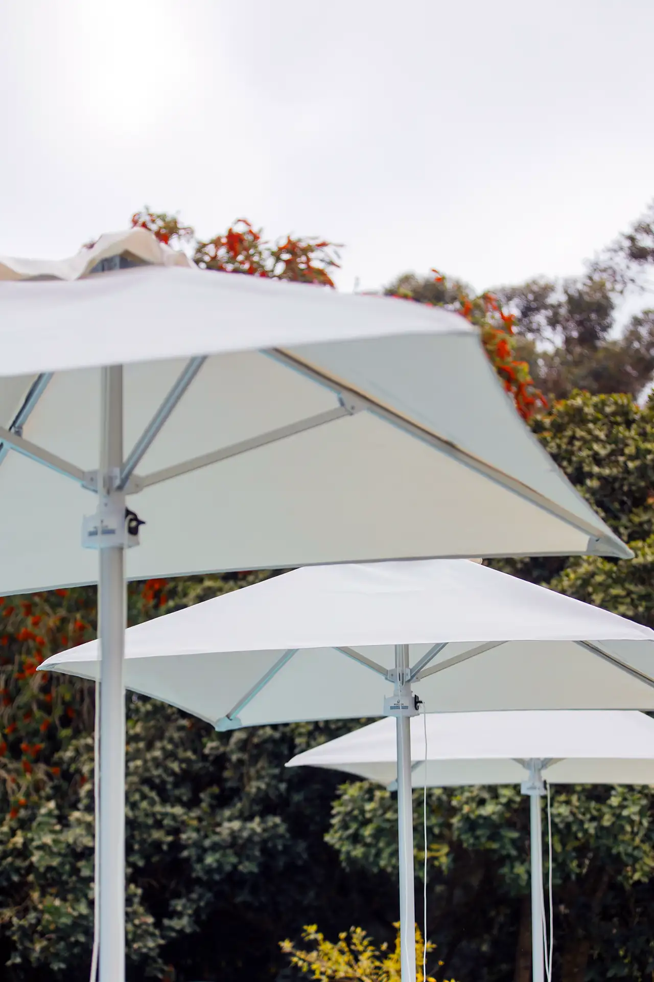 Cluster of cream square canopies in a sunlit garden